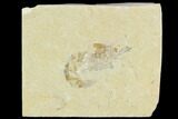Cretaceous Fossil Shrimp - Lebanon #123938-1